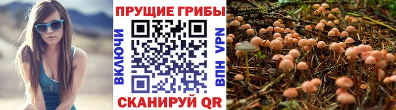 купить наркотик  Межгорье  Псилоцибиновые грибы Cubensis 